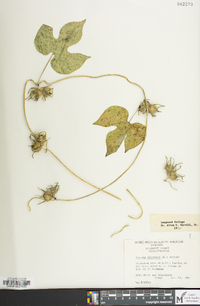 Ipomoea hederacea image