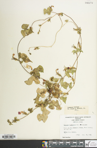 Ipomoea hederacea image