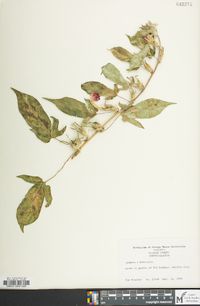 Ipomoea hederacea image