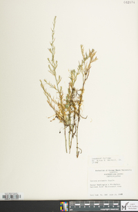 Cuscuta pentagona image