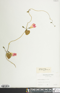 Ipomoea purpurea image