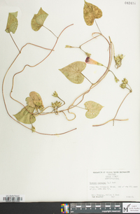 Ipomoea purpurea image