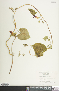 Ipomoea purpurea image