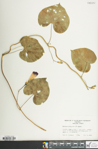 Ipomoea purpurea image