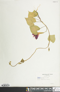 Ipomoea purpurea image