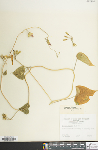 Ipomoea purpurea image