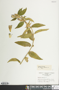 Gentiana saponaria image