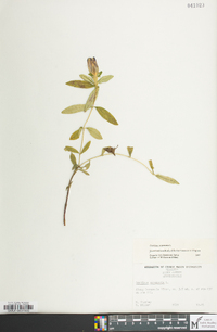 Gentiana saponaria image