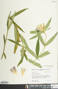 Gentiana saponaria image