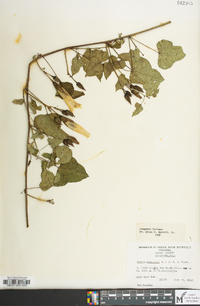 Ipomoea pandurata image