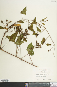 Ipomoea pandurata image