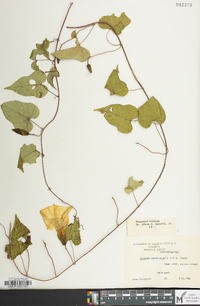 Ipomoea pandurata image