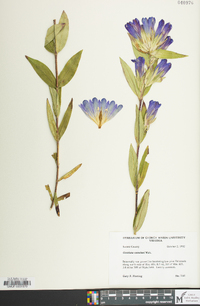 Gentiana catesbaei image