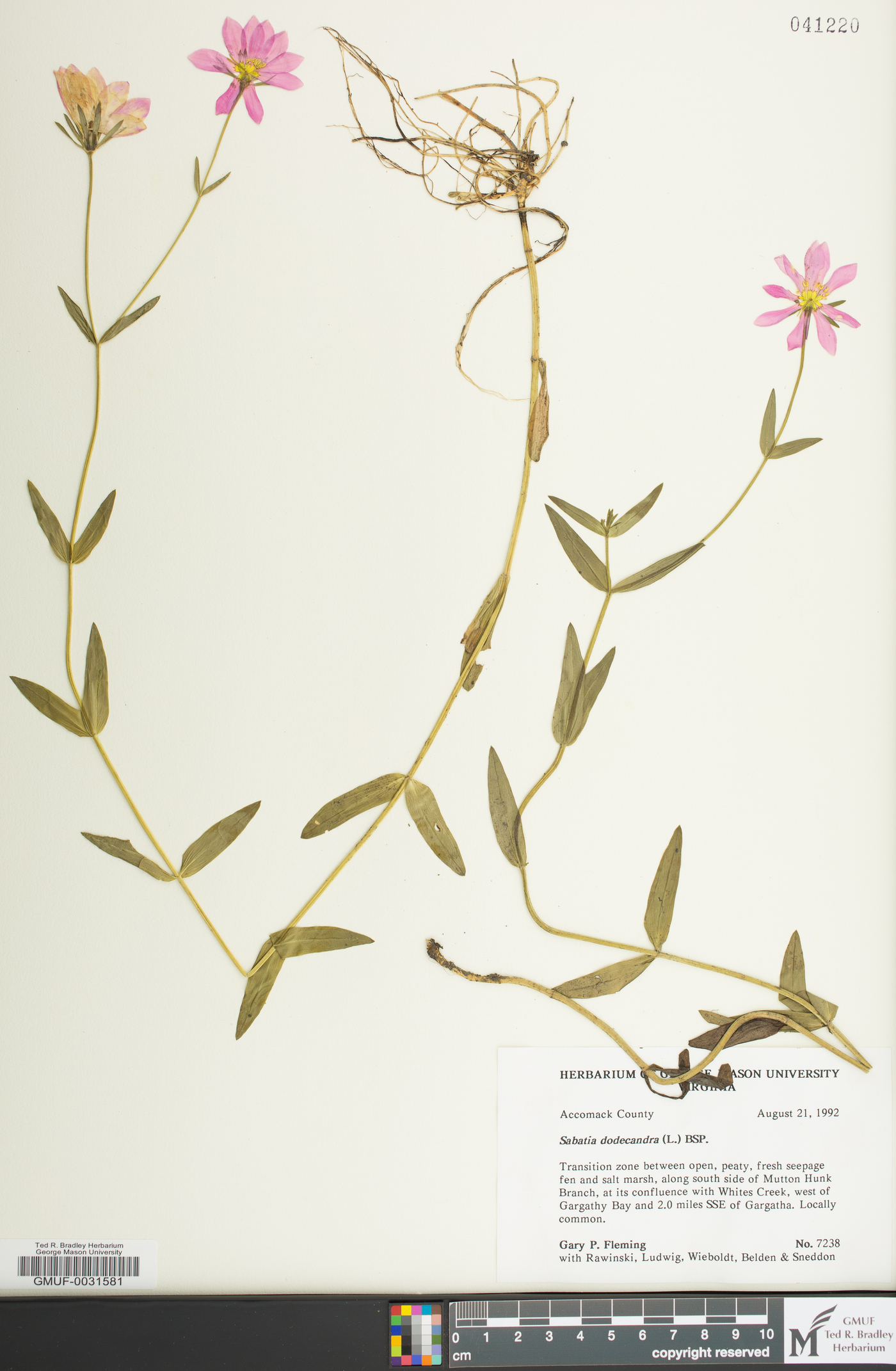 Sabatia dodecandra image