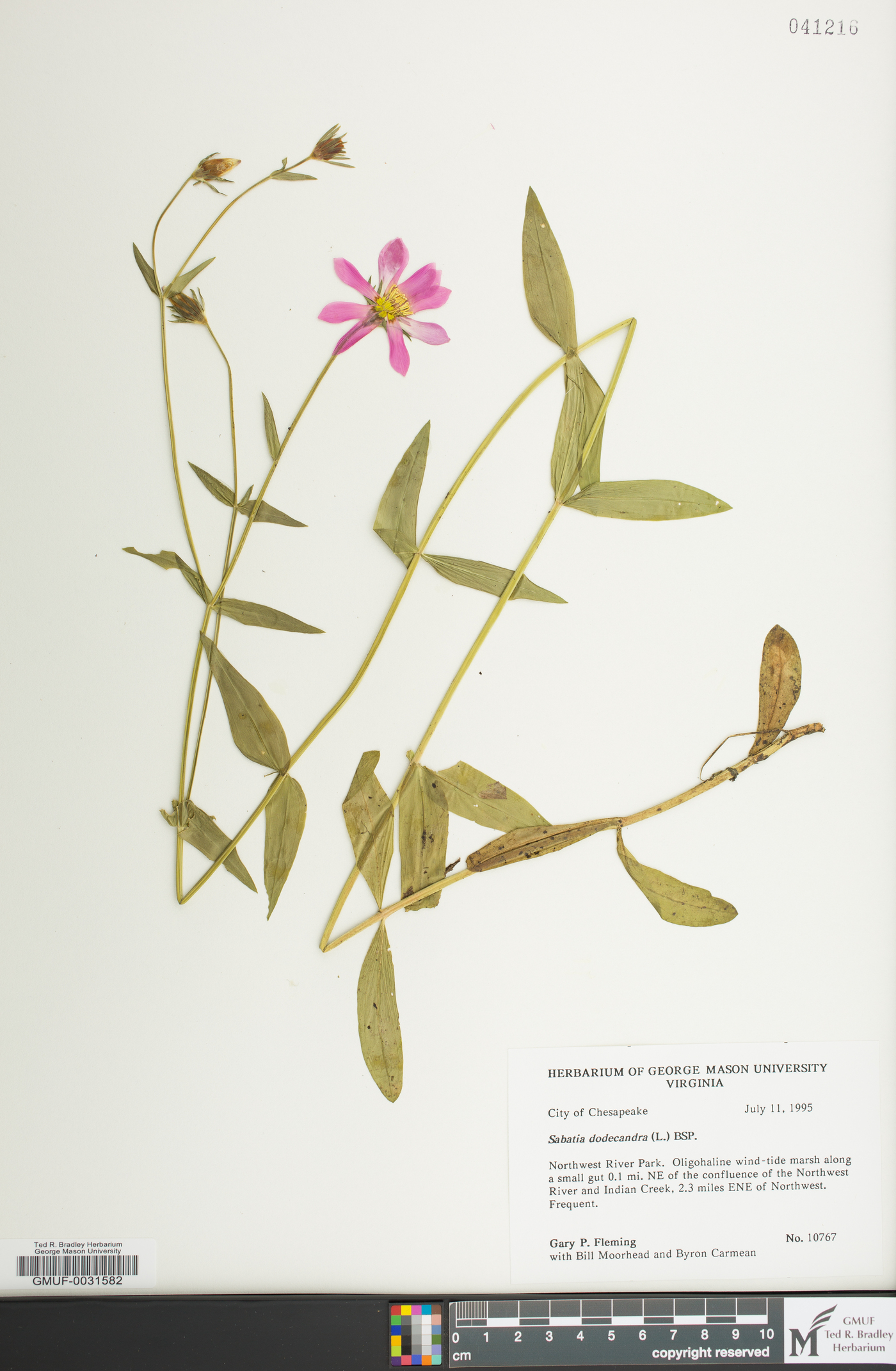 Sabatia dodecandra image