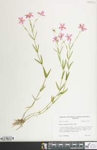 Sabatia campanulata image