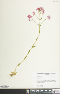 Sabatia brachiata image