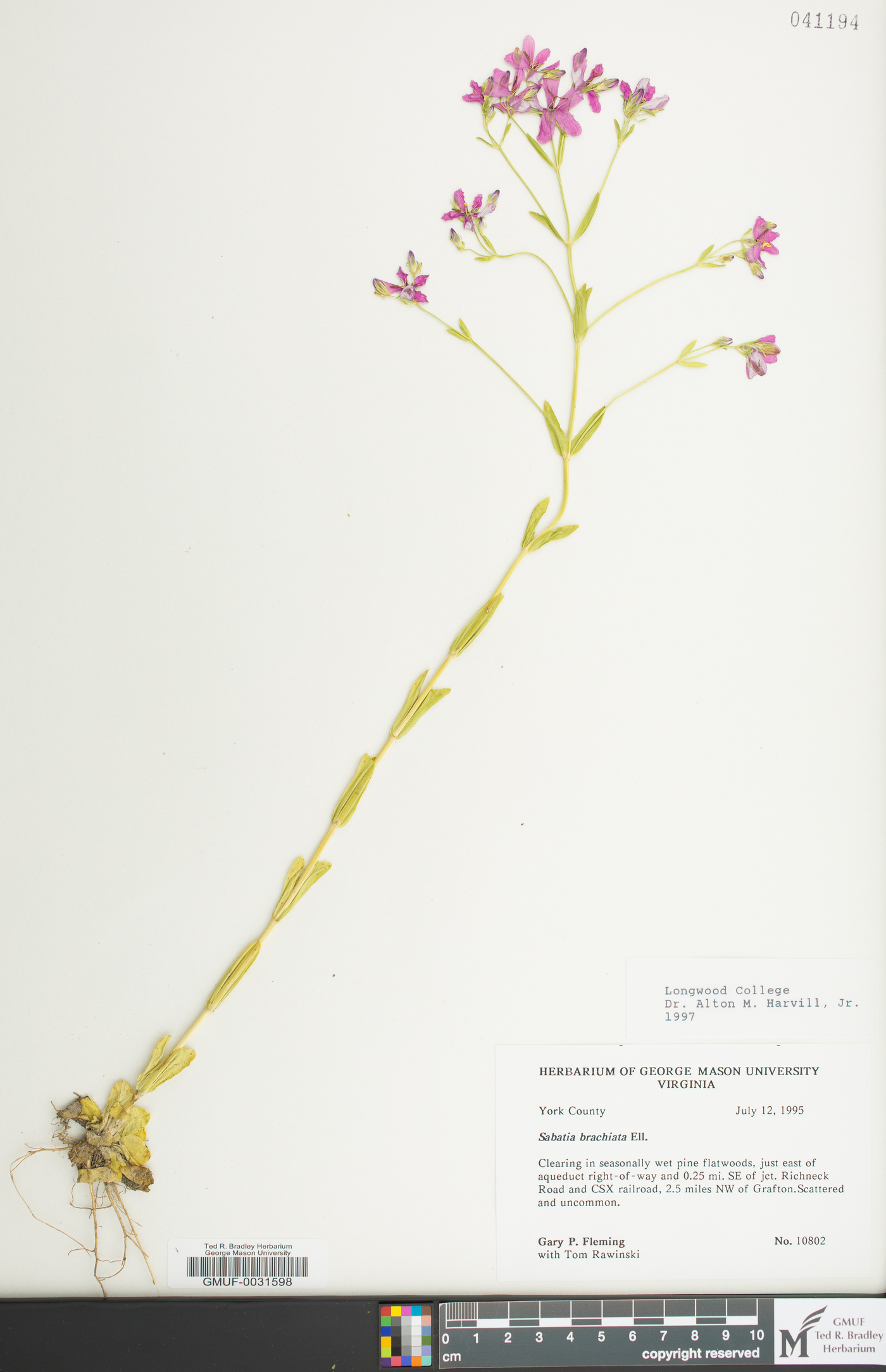 Sabatia brachiata image