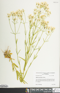 Sabatia quadrangula image