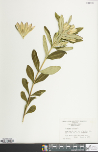 Gentiana villosa image