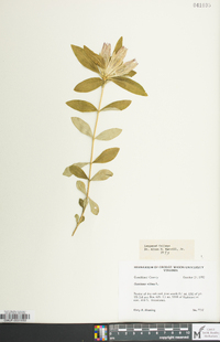 Gentiana villosa image