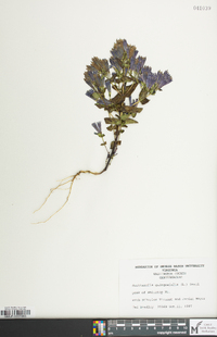 Gentianella quinquefolia image