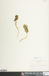 Obolaria virginica image