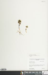 Obolaria virginica image