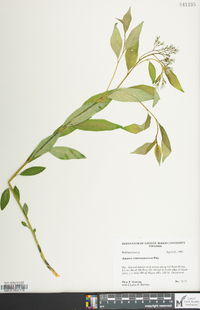 Amsonia tabernaemontana image