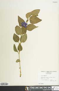 Vinca major image