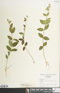 Vinca minor image