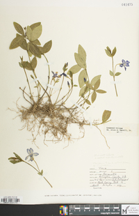 Vinca minor image