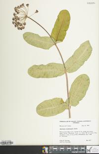 Asclepias amplexicaulis image