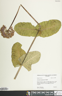 Asclepias amplexicaulis image