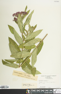 Asclepias incarnata subsp. pulchra image