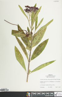 Asclepias incarnata subsp. pulchra image