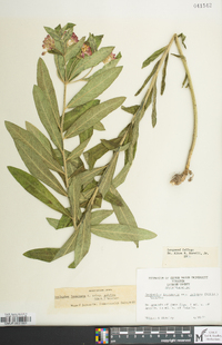 Asclepias incarnata subsp. pulchra image