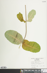 Asclepias amplexicaulis image