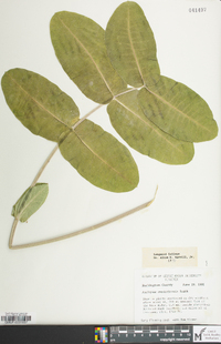 Asclepias amplexicaulis image