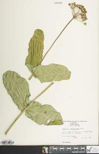 Asclepias amplexicaulis image