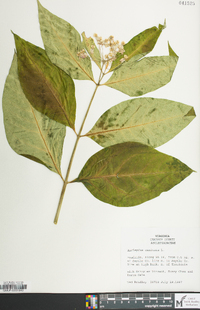 Asclepias exaltata image