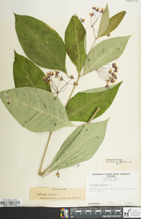 Asclepias exaltata image