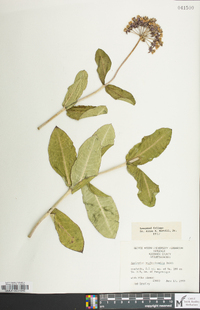 Asclepias amplexicaulis image