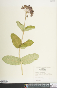 Asclepias amplexicaulis image