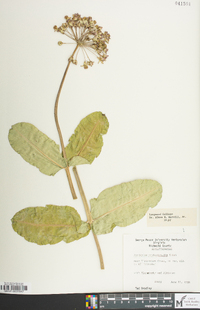 Asclepias amplexicaulis image