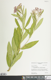 Asclepias incarnata subsp. incarnata image