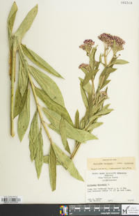 Asclepias incarnata subsp. incarnata image