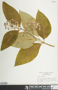 Asclepias exaltata image