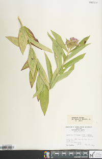 Asclepias incarnata subsp. pulchra image