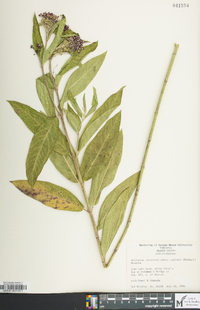 Asclepias incarnata subsp. pulchra image